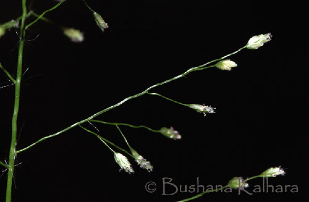 Eragrostis viscosa (Retz.) Trin.